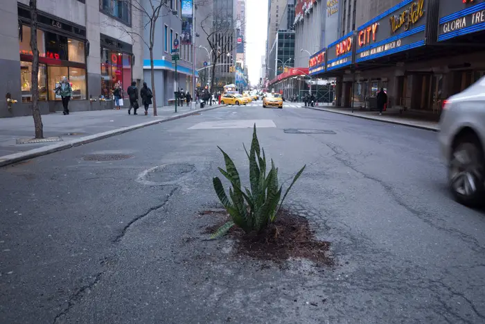 a plant potted in a pothole in Midtown